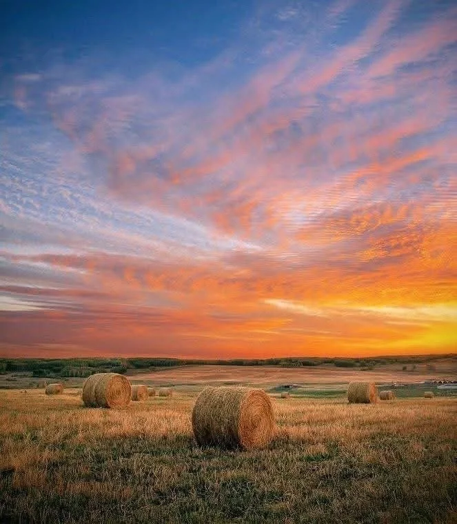 Harvest Faith: A Dog's Perspective