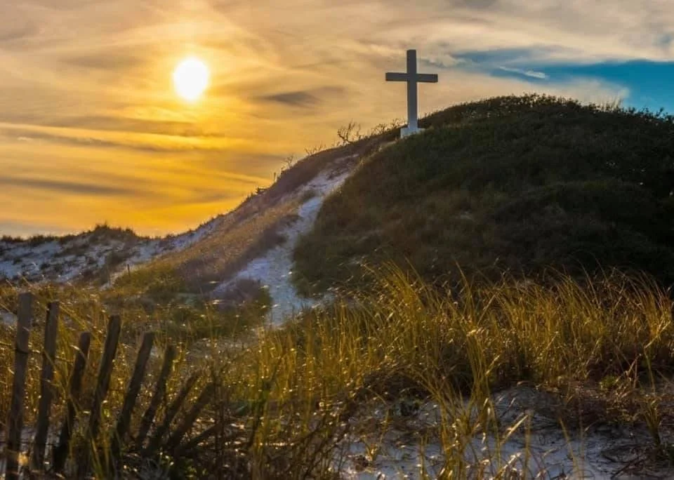 Still: A Dog's Perspective