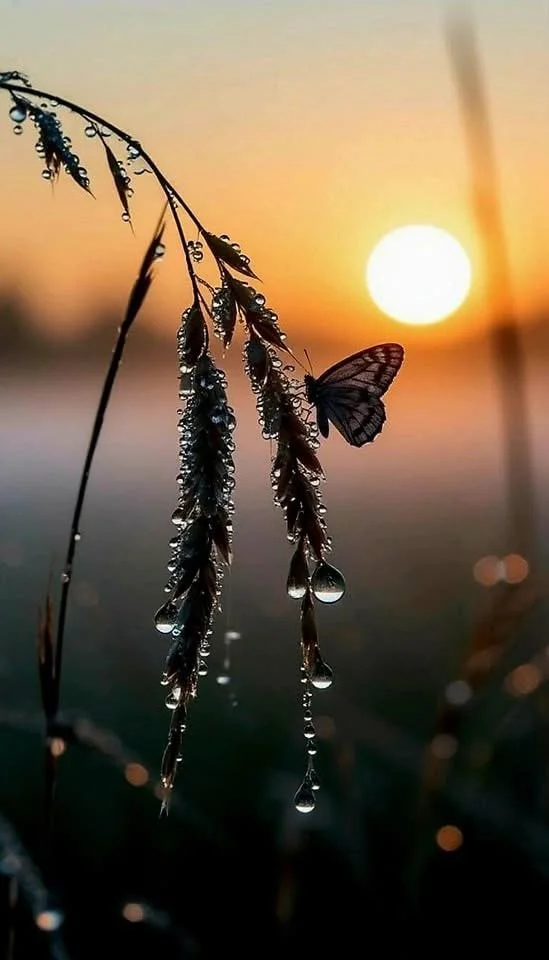 Grace: A Dog's Perspective