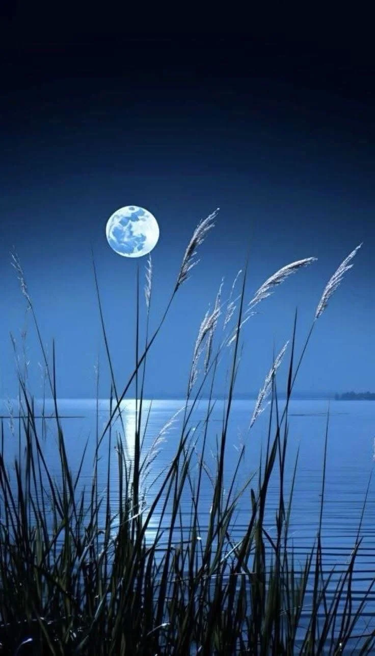 The Moon: A Dog's Perspective