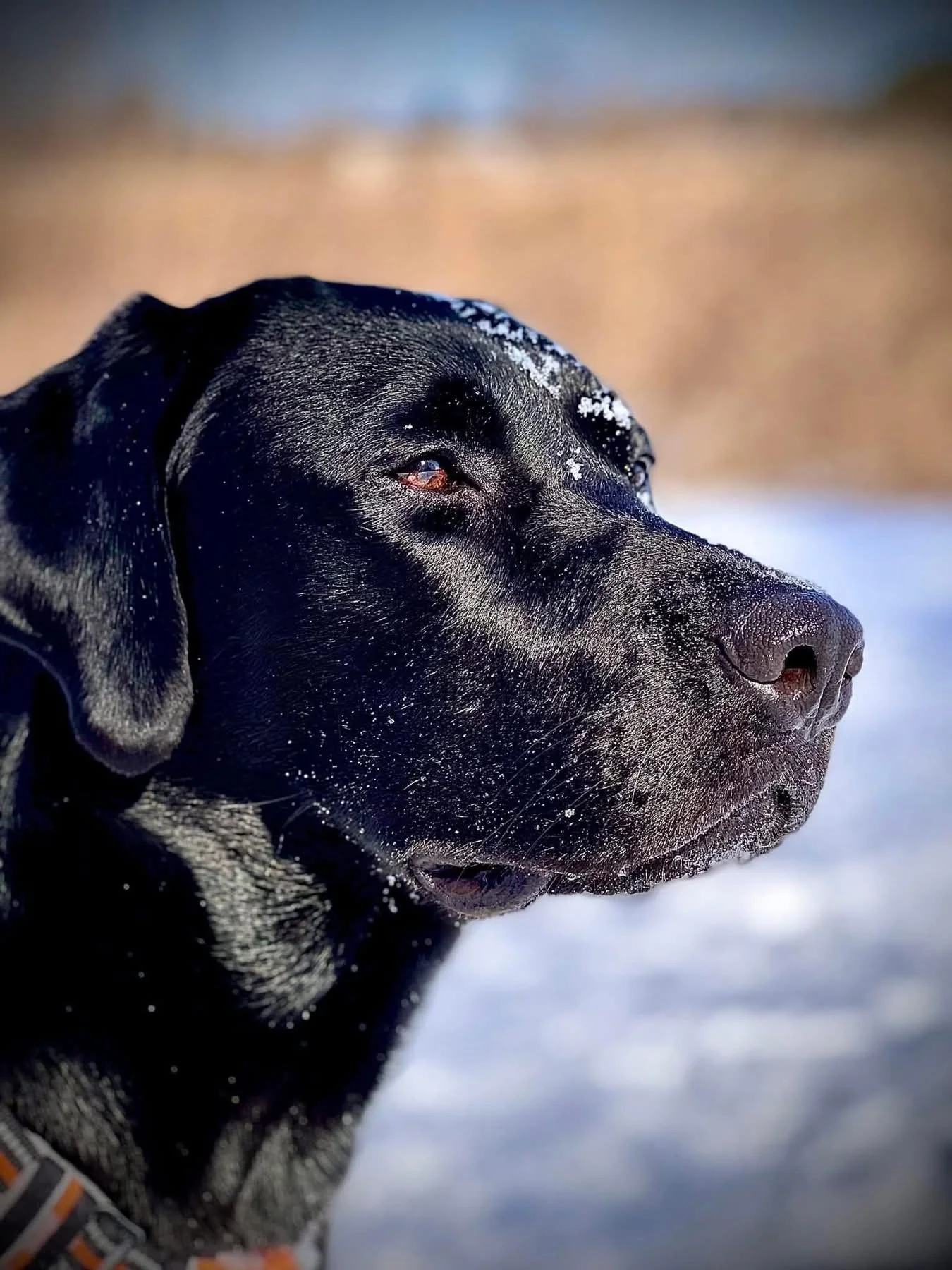 Bent Out of Shape: A Dog's Perspective