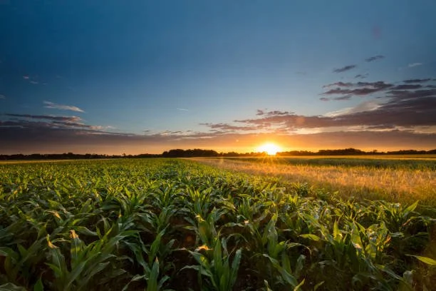 Sowing Seeds: A Dog's Perspective