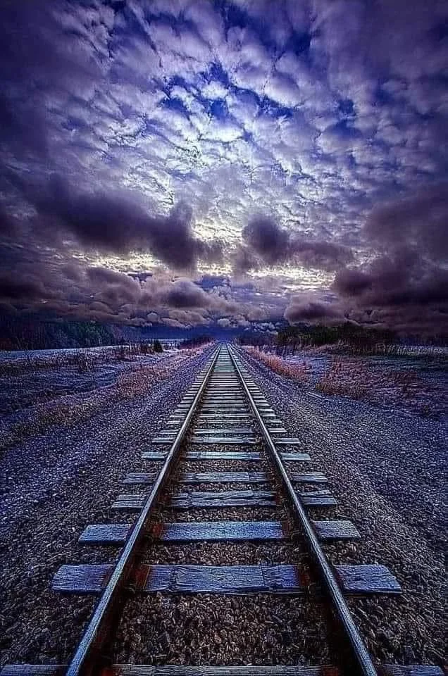 Move Forward: A Dog's Perspective