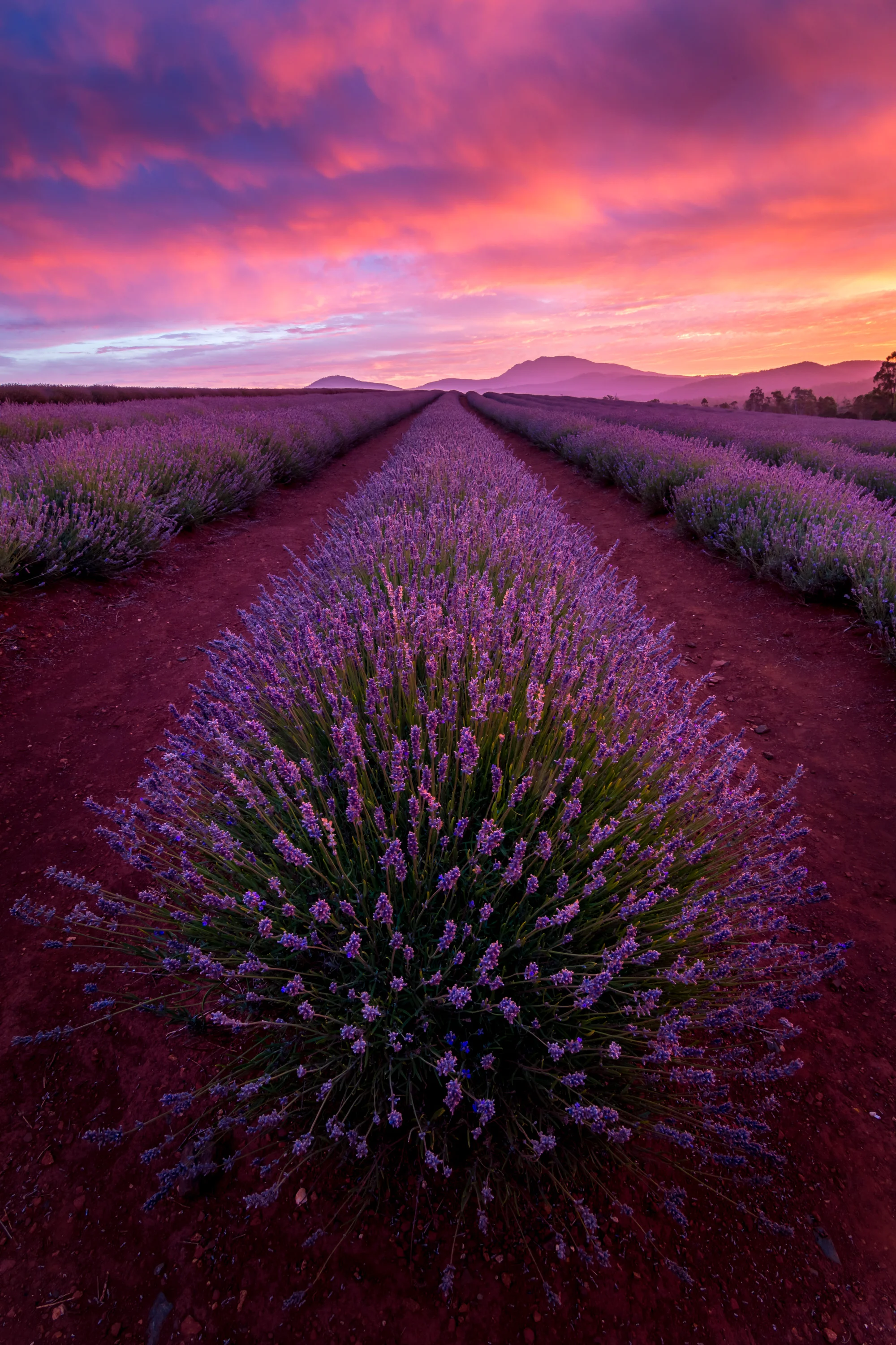Lavender Farm