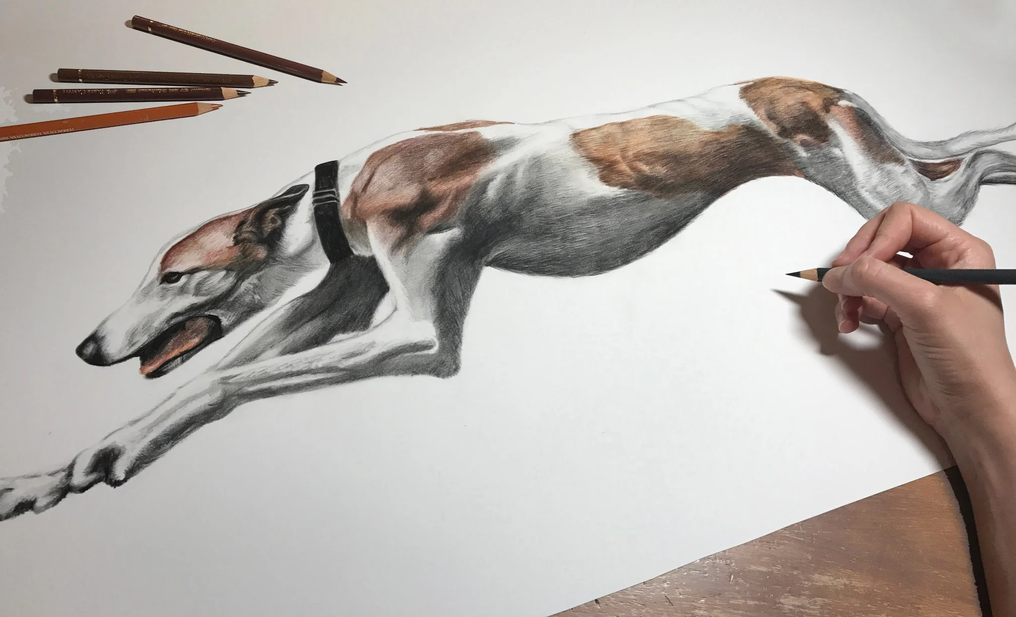 GreyhoundDrawing.jpg