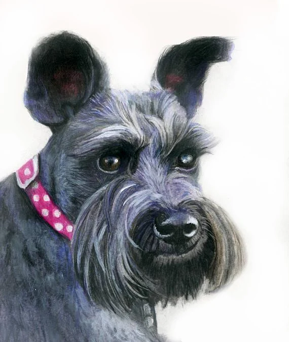 schnauzer copy.jpg