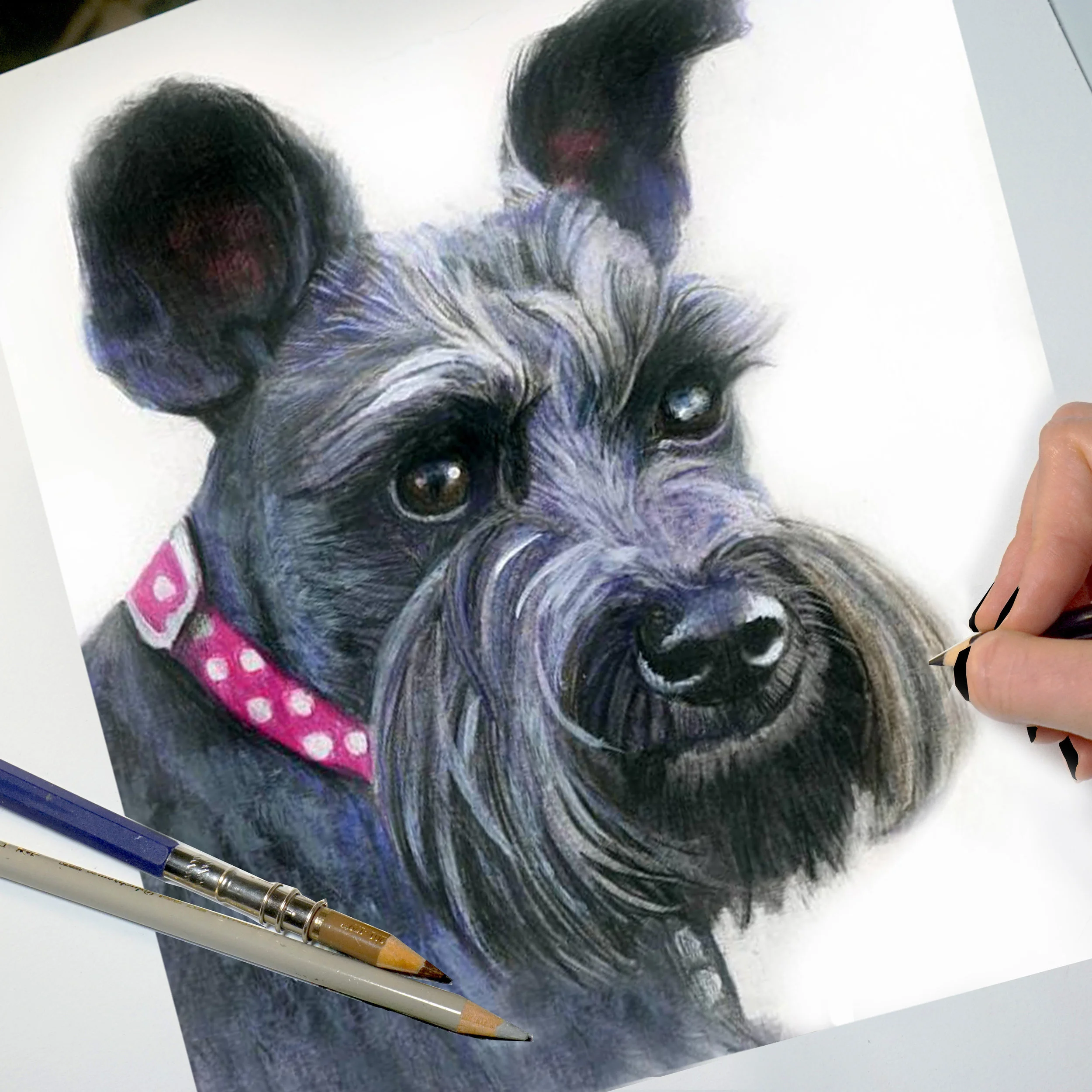 schnauzer_draw_insta.jpg