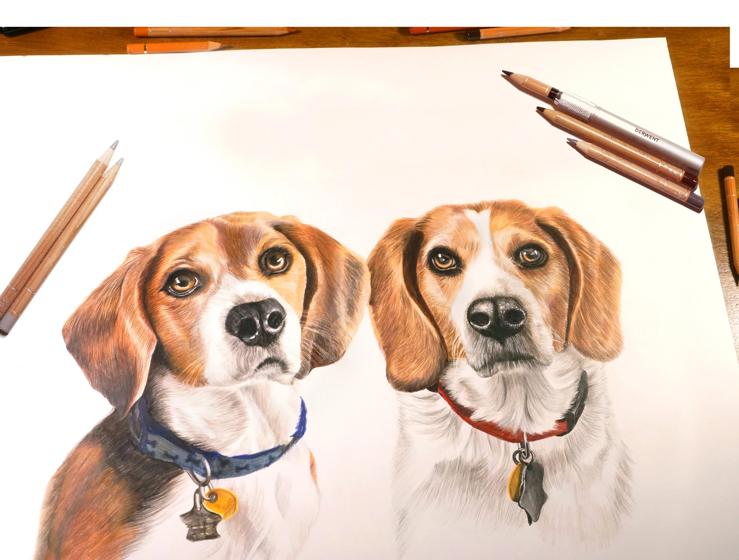 BeaglePair12.jpg
