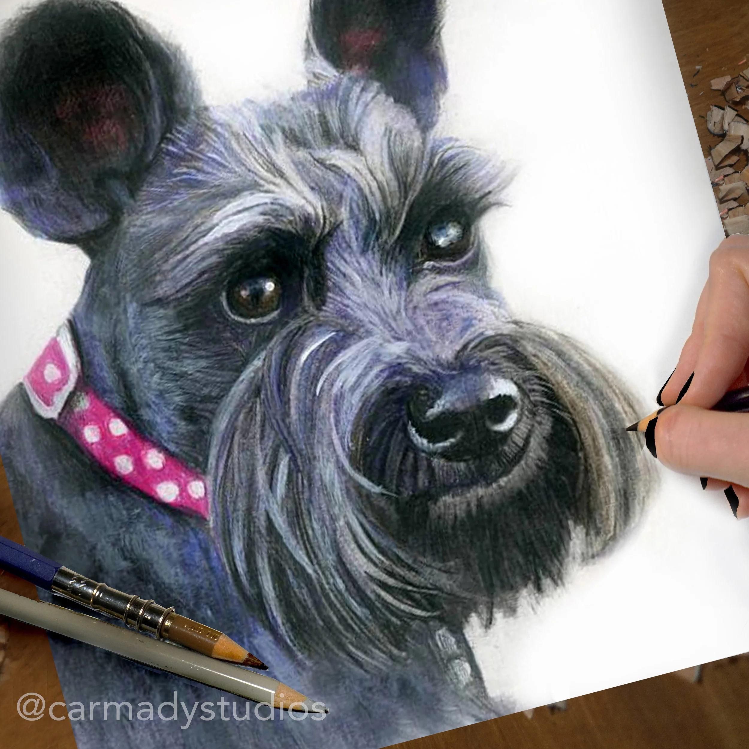 schnauzer_draw_insta3.jpg