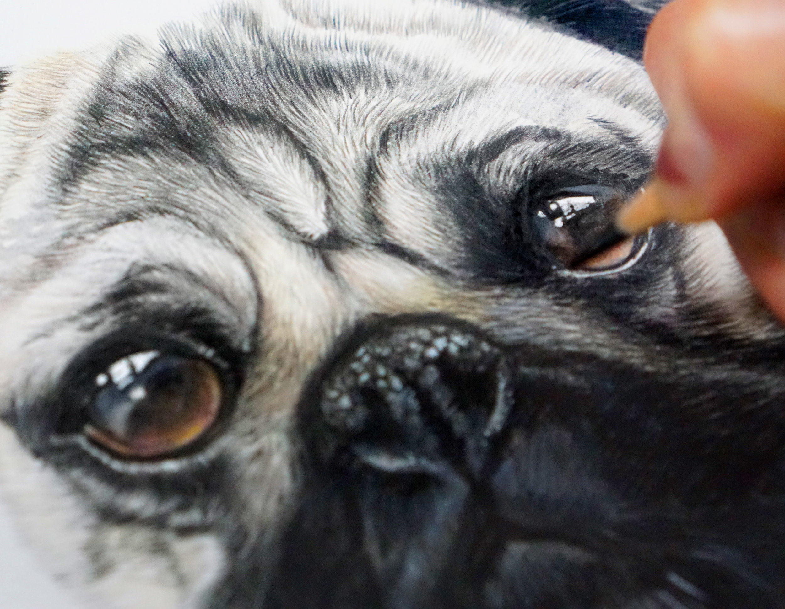 Pug1.jpg