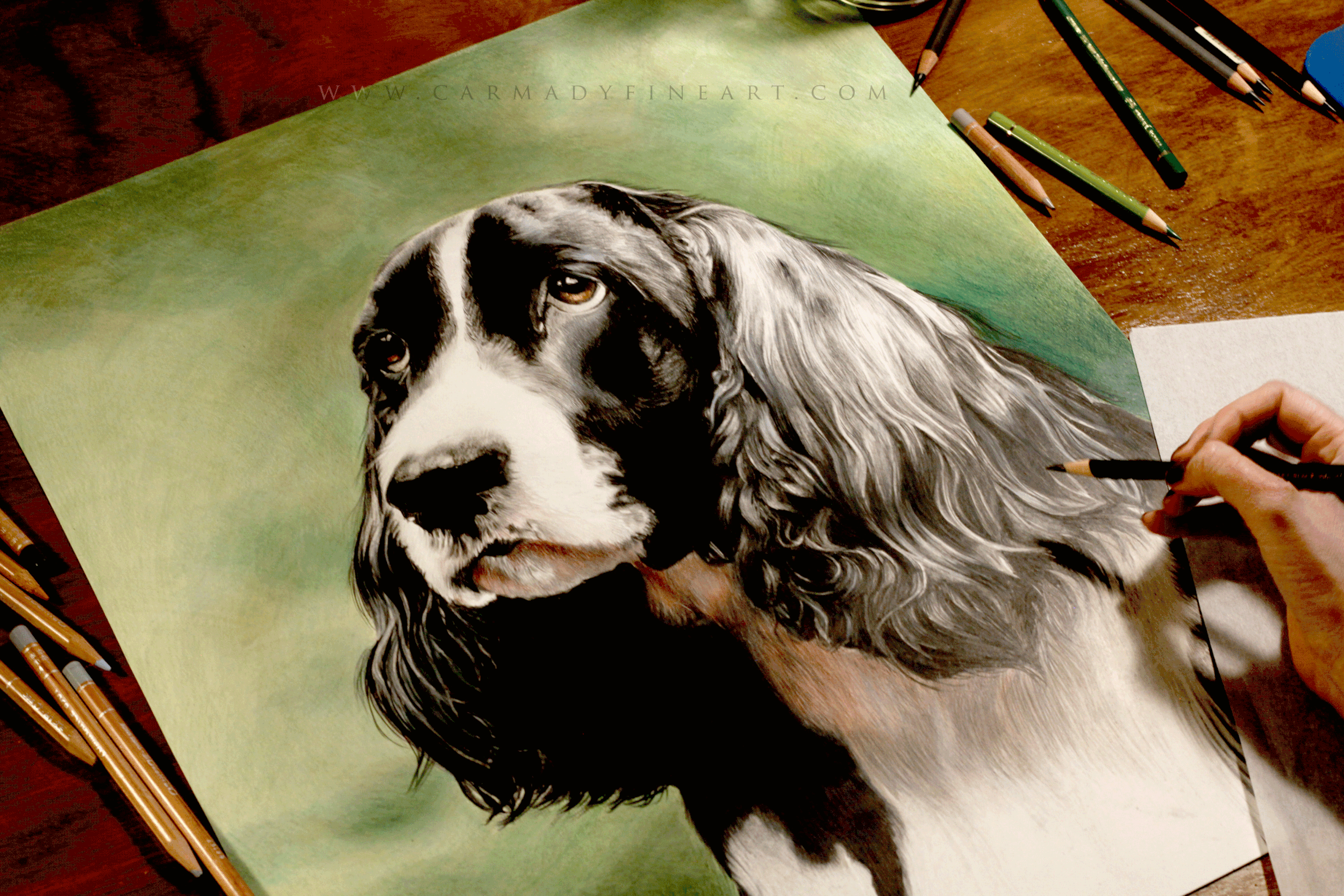 SpringerSpaniel9.gif