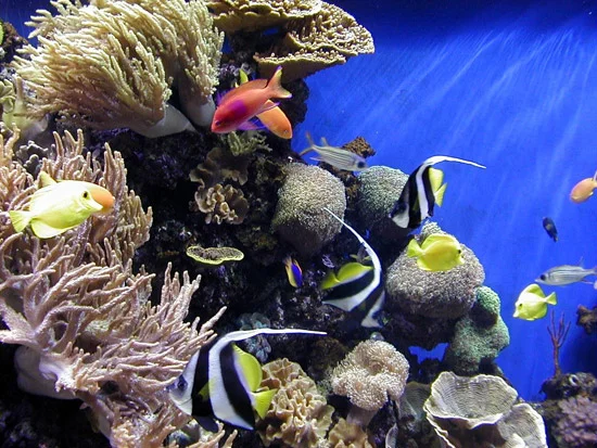 monterey-aquarium.jpg