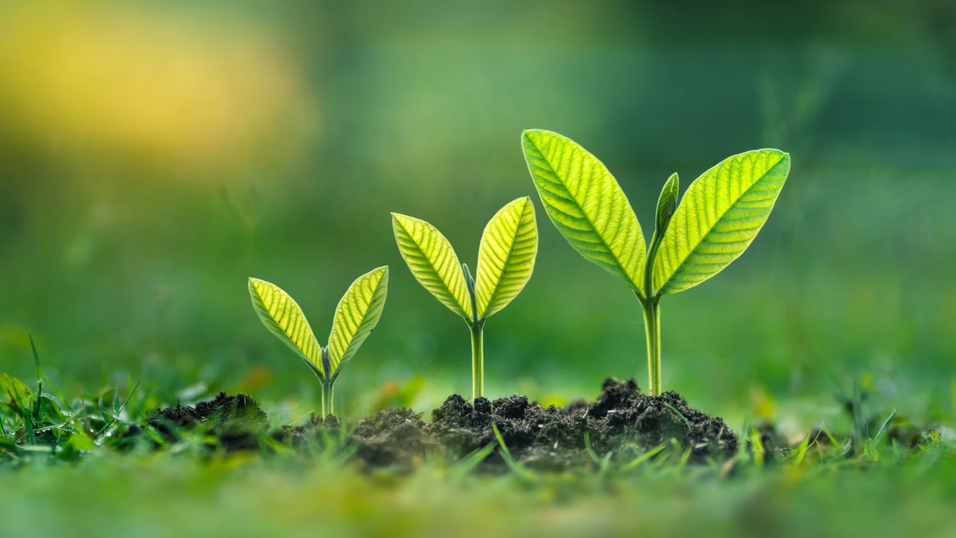 LM Web Banner Grow.jpg