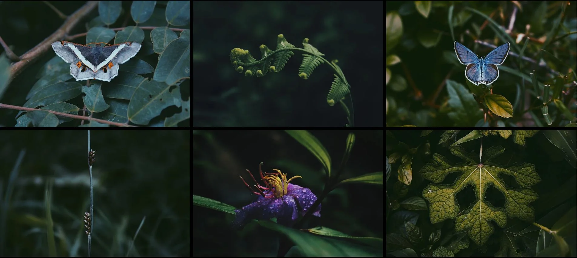 Page From the Website