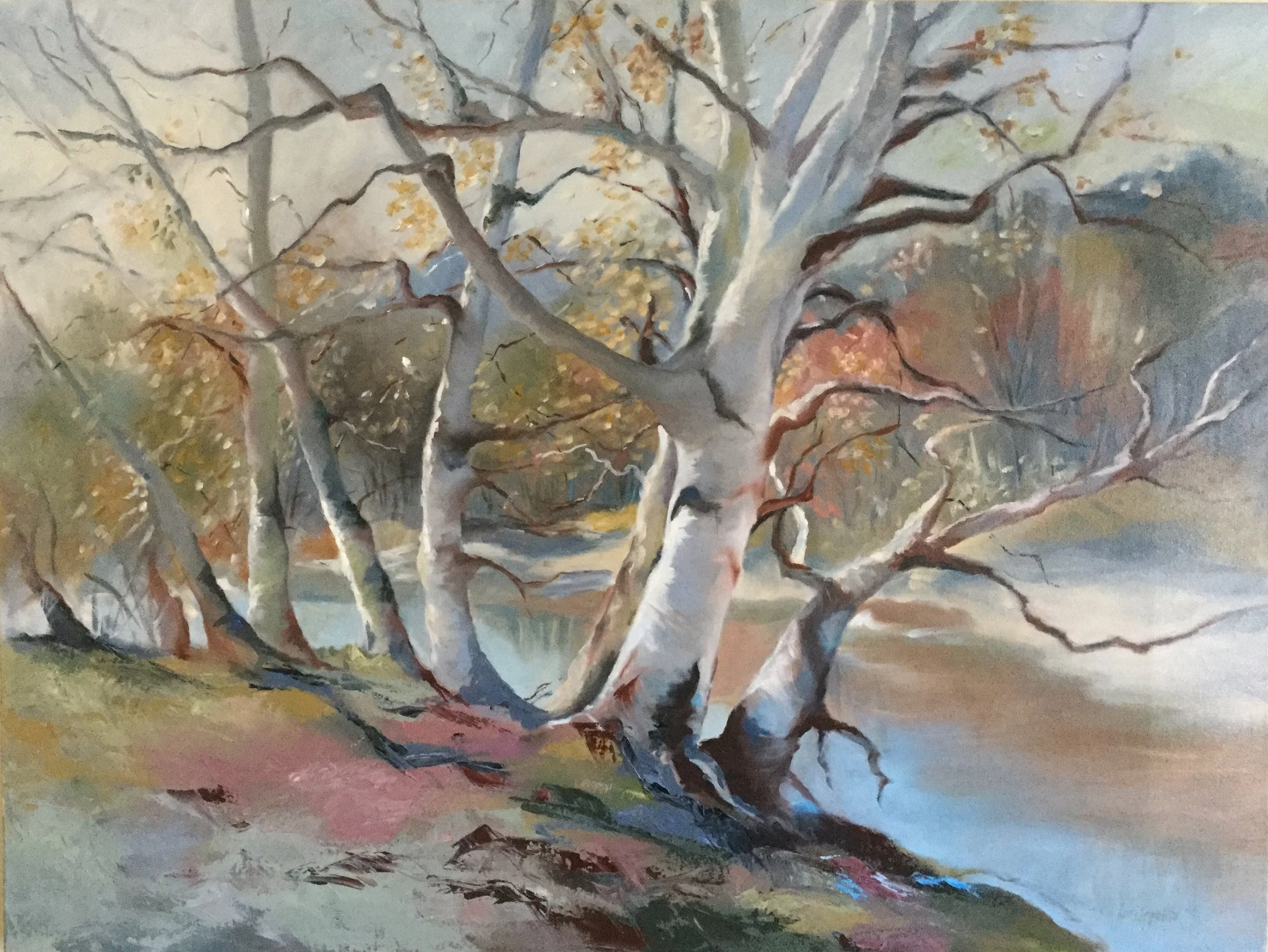 Birch Trees 36x48 on canvas PRIVATE COLLECTION