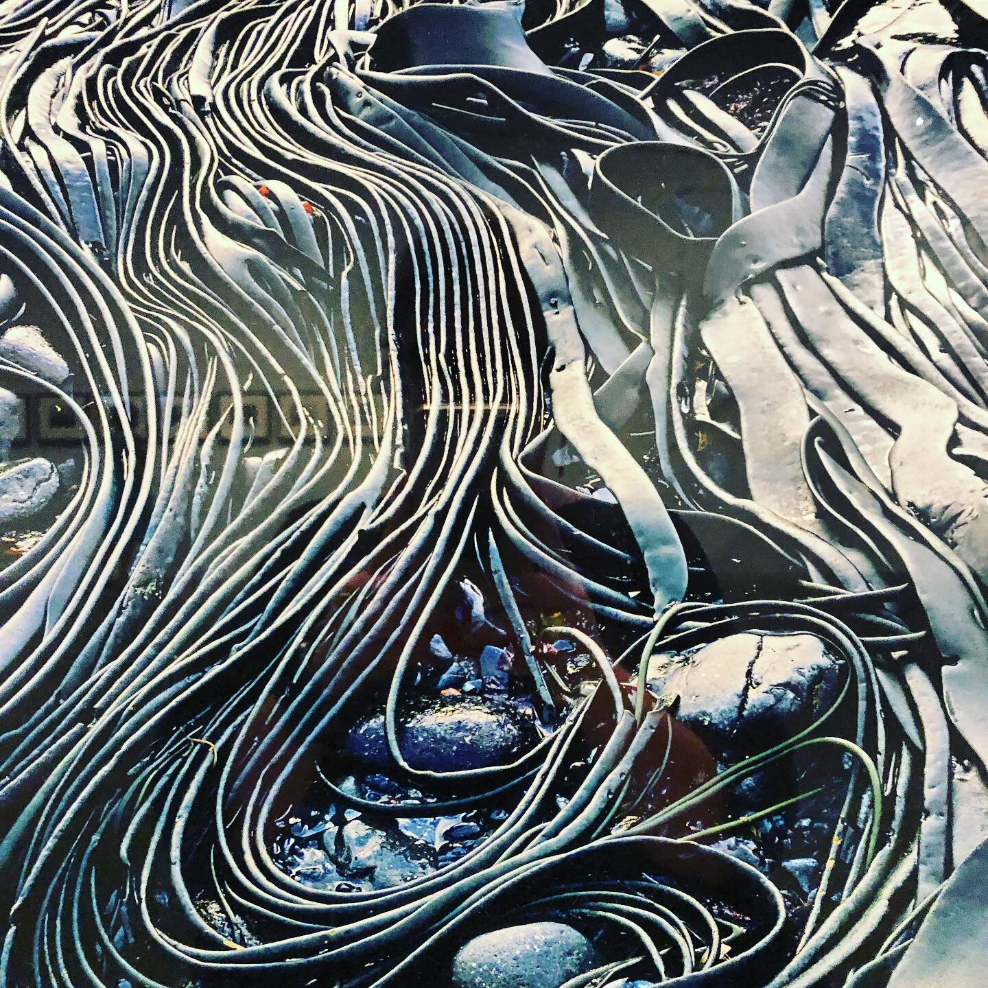 WATER | QAGOMA 2020

Peter Dombrovskis 
Giant Bull Kelp (1984)
Tasmania