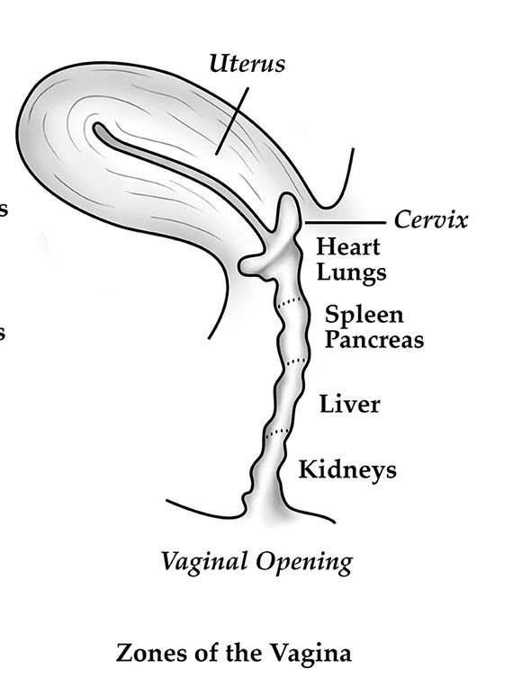 vaginal canal.png