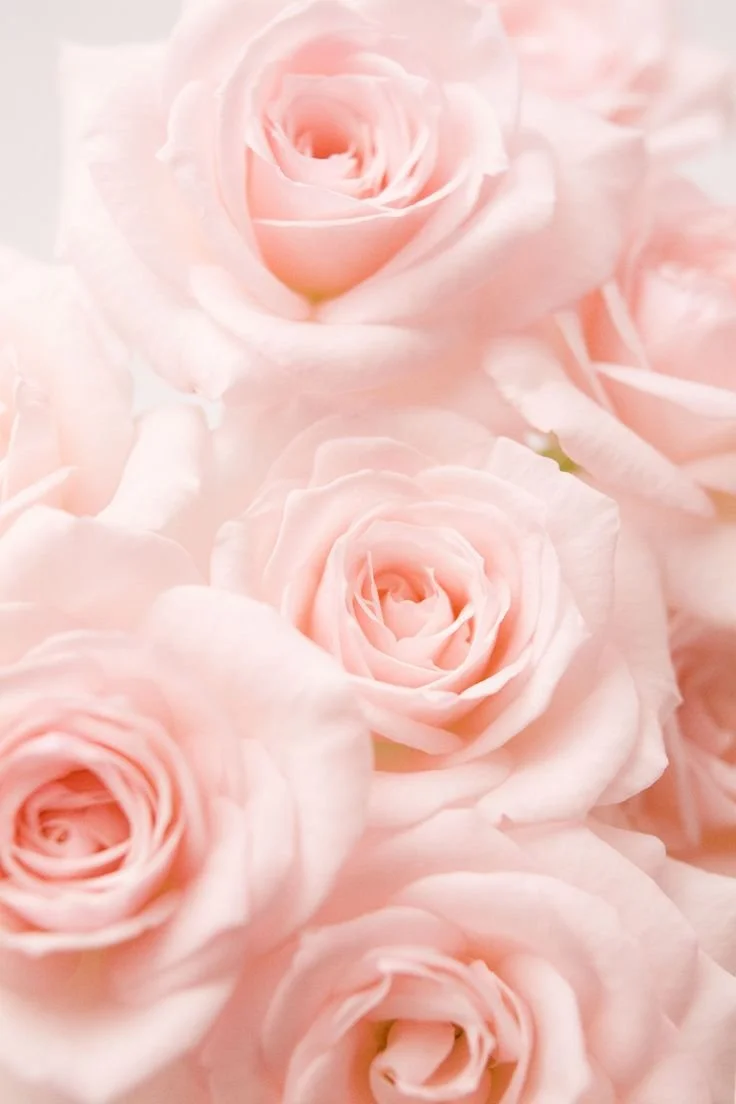 roses3.jpeg