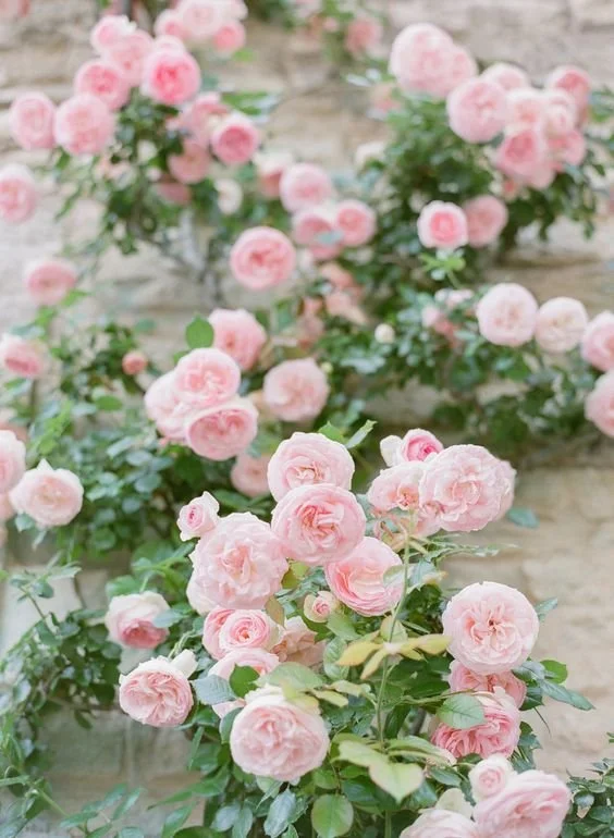 roses2.jpeg