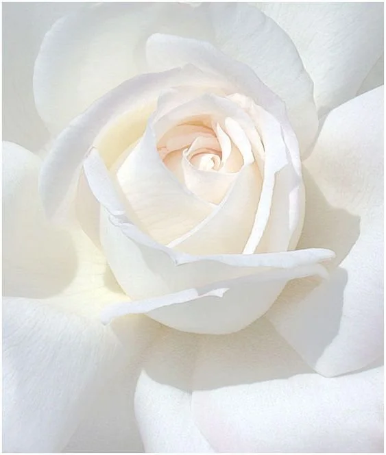 whiterose.jpeg