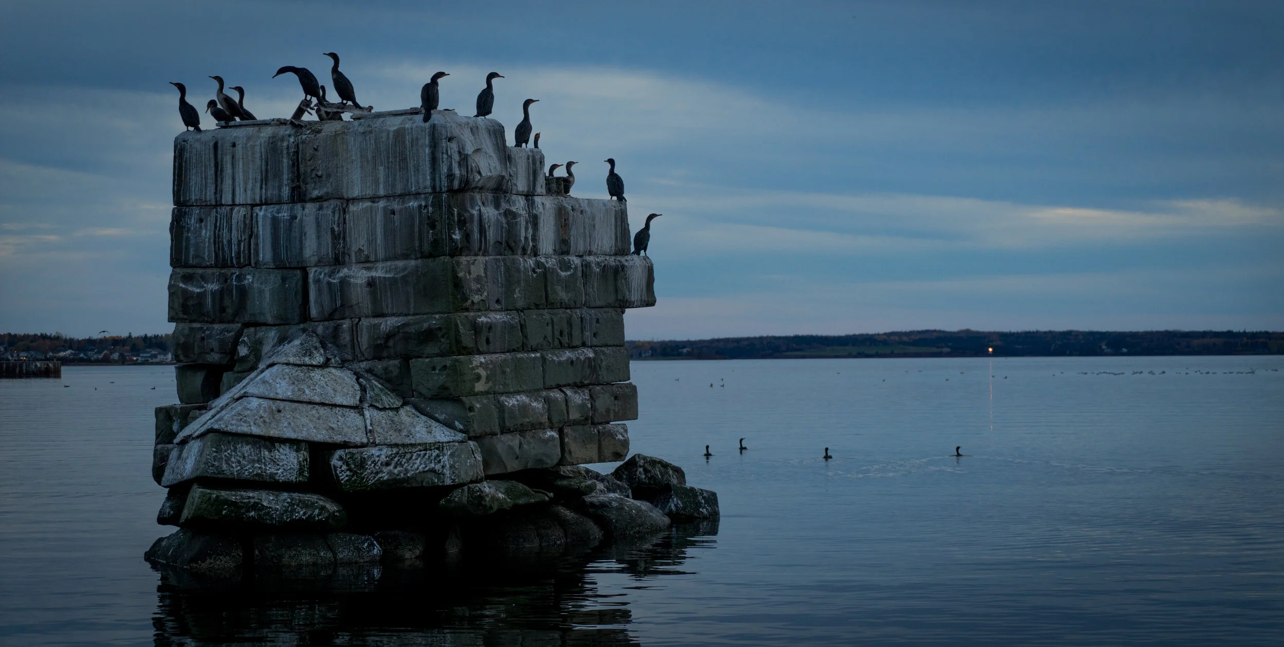 Cormorants, Charlottetown
