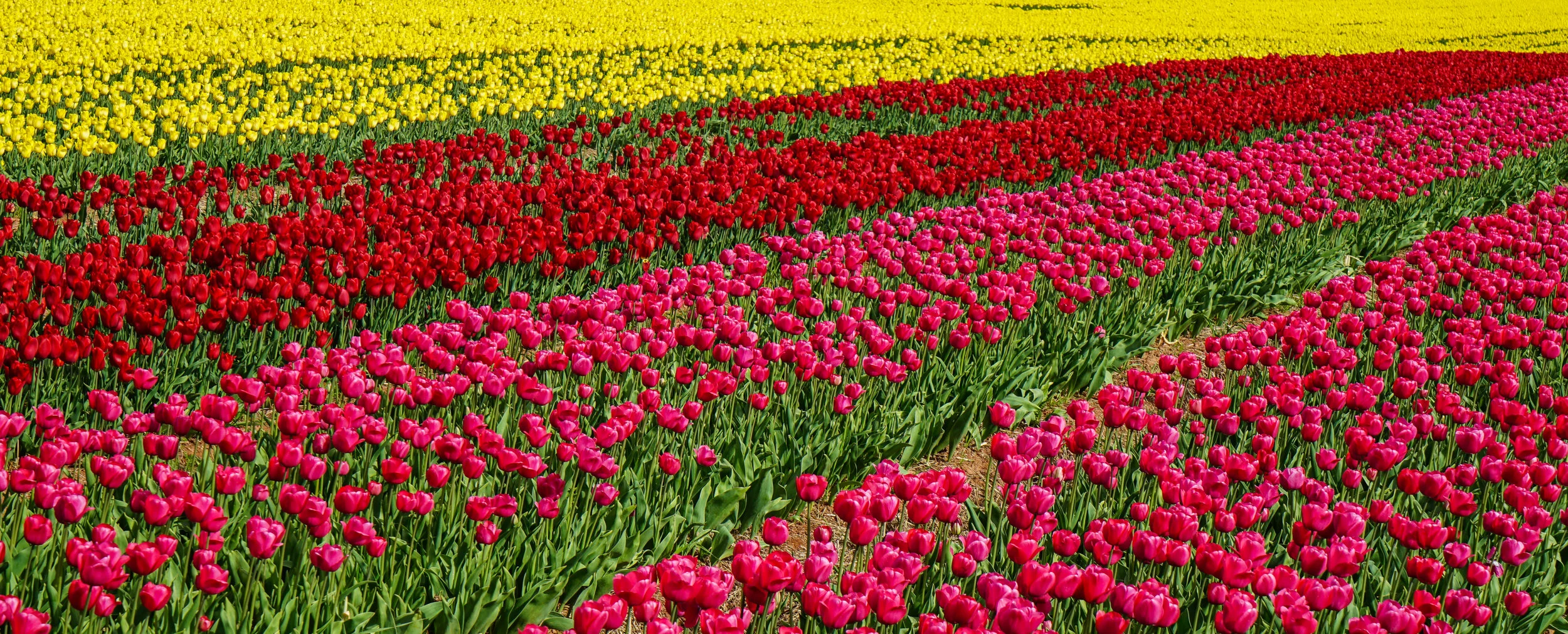 Rows of Tulips