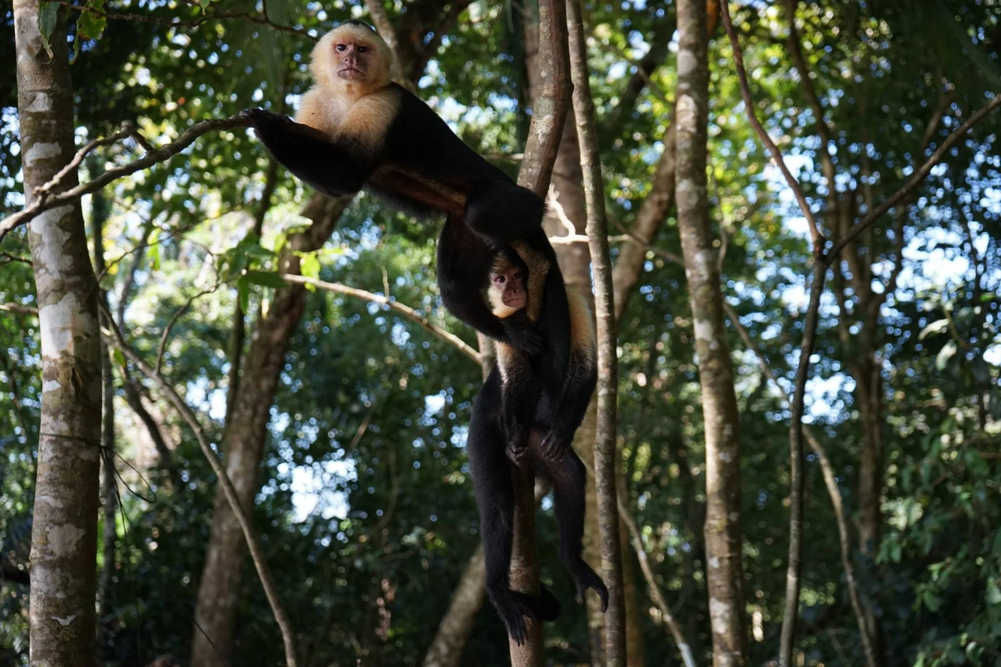 Monkeying Around, Costa Rica