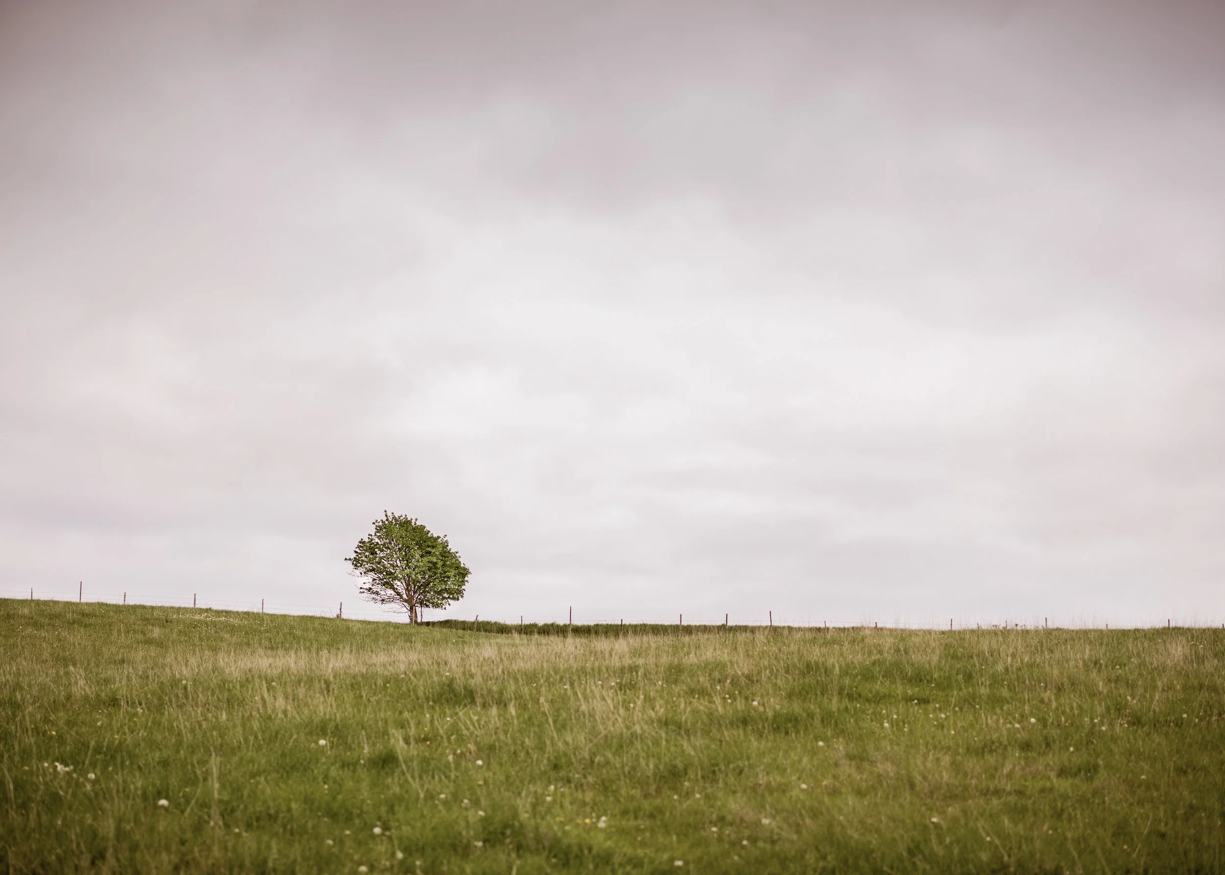 Lonely Tree, Cavendish