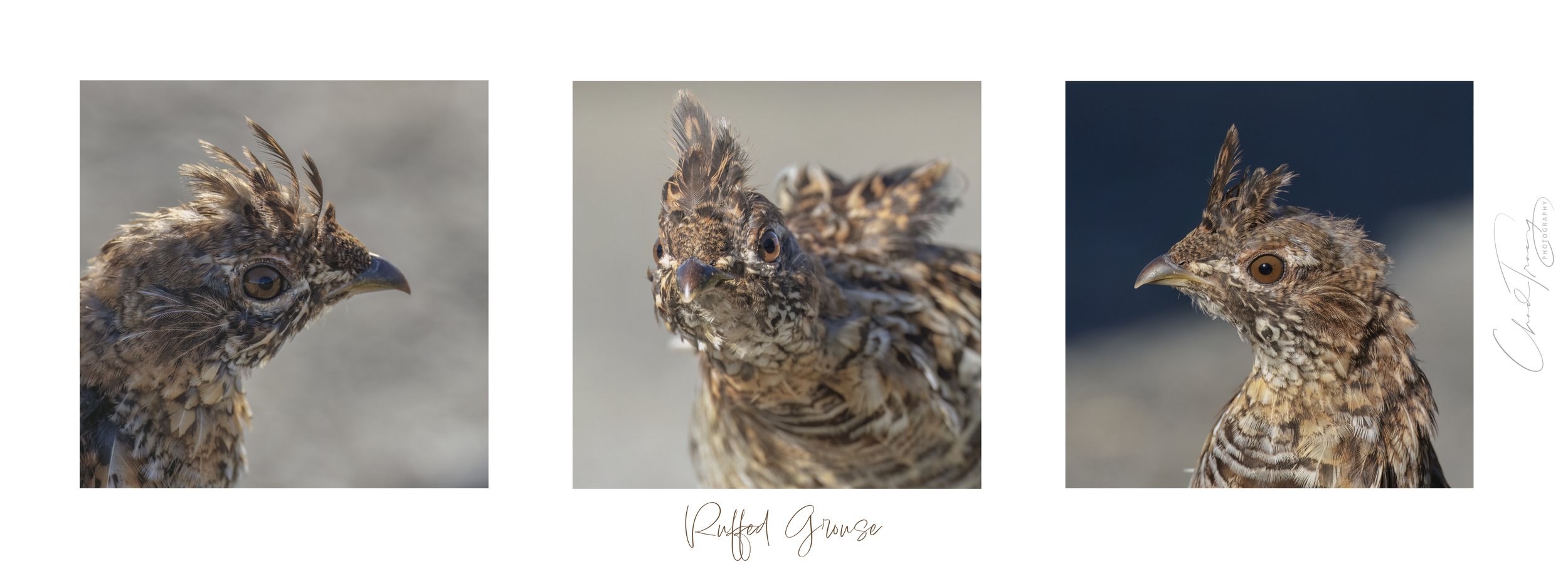Ruffed Up