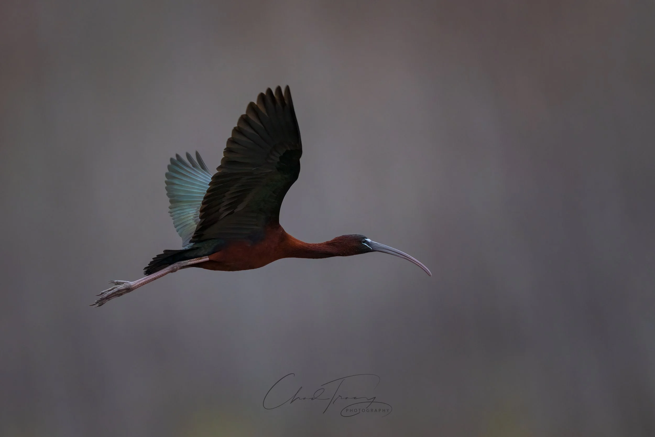 Ibis in flight