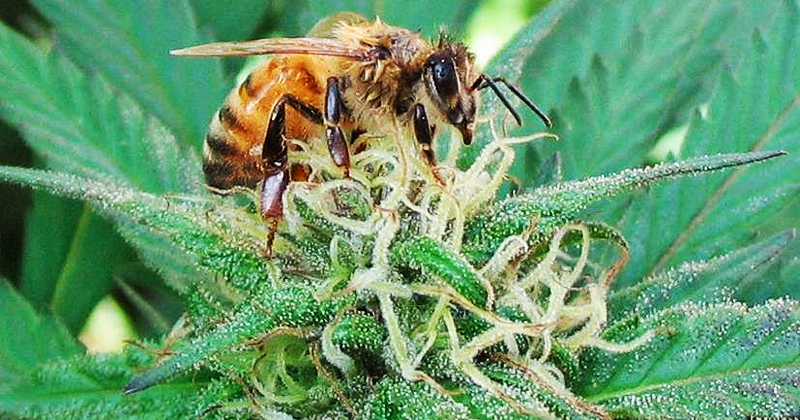 Bees and Cannabis — The Bee Girl Organization