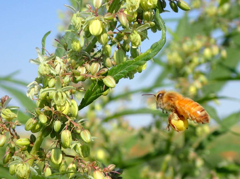 Bees &amp; Cannabis in Humboldt, California 