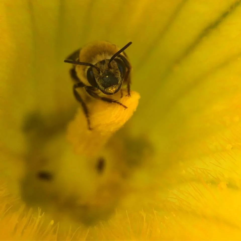 The Squash Bee is Discovered in Oregon!