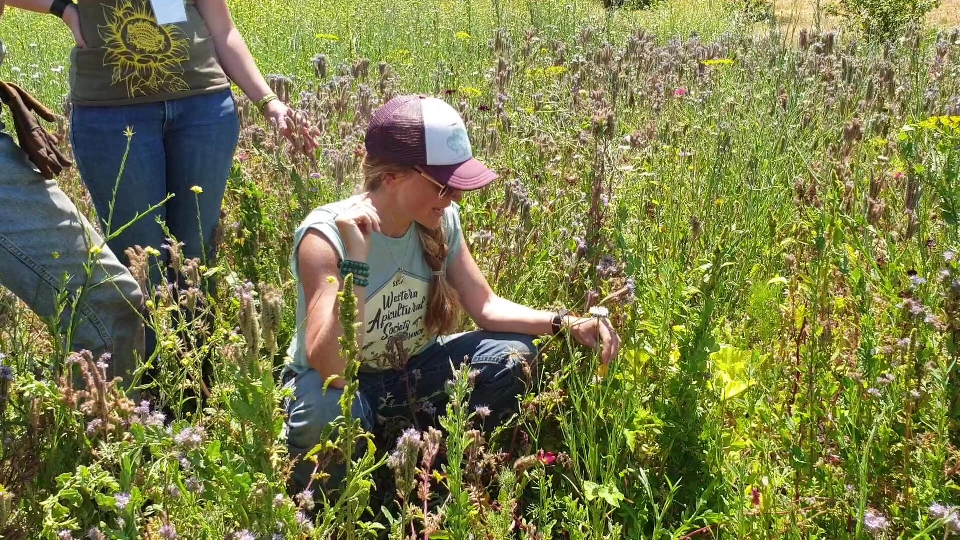 Squash Bee Community Science 