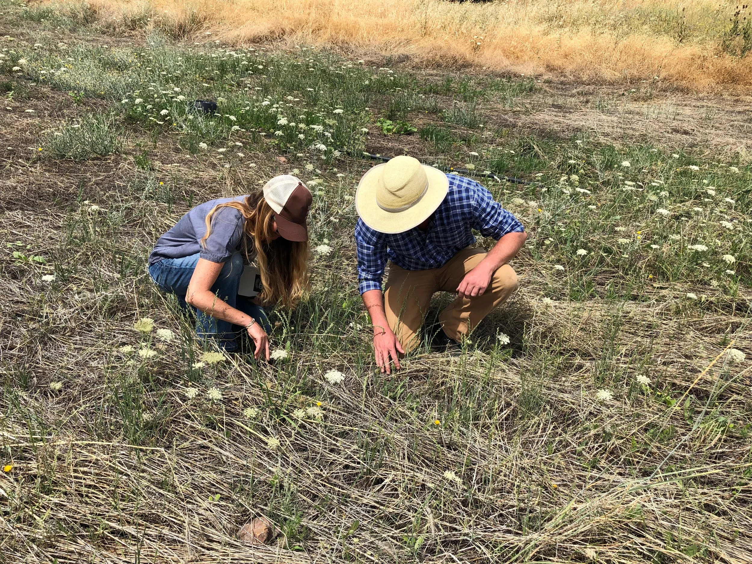 Regenerative Bee Pasture 