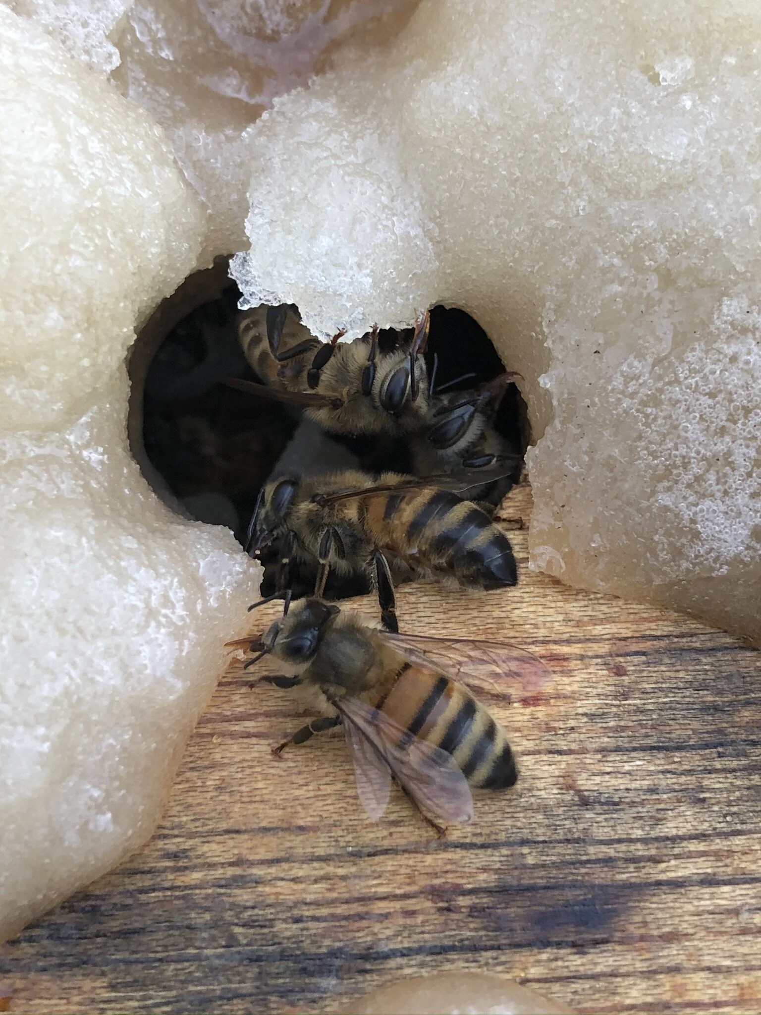 What Do I Feed My Bees? 