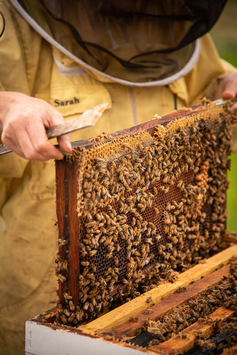 Kids Bees The Bee Girl Organization