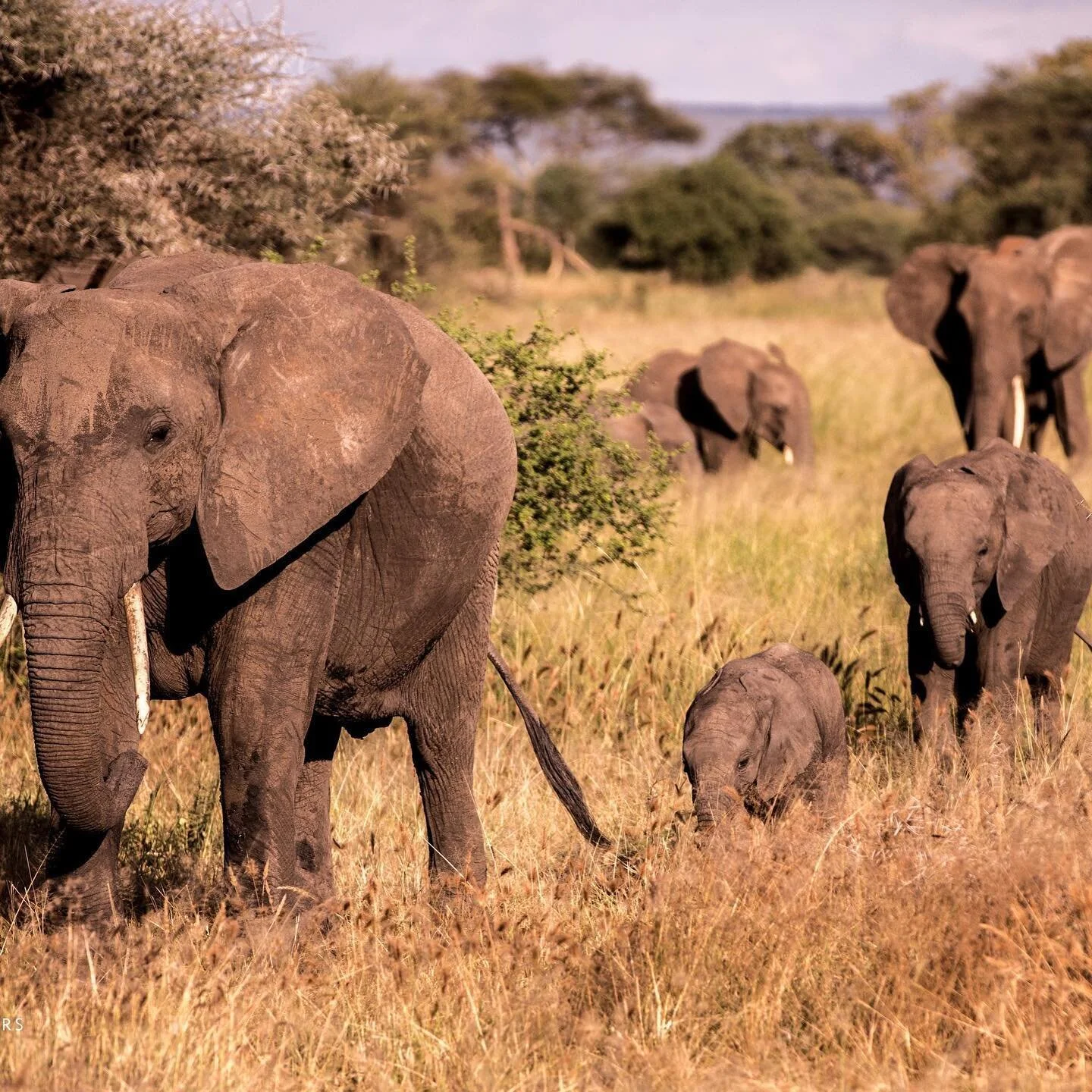Save Elephants, Restore Nature, Support Beekeeping Communities⠀