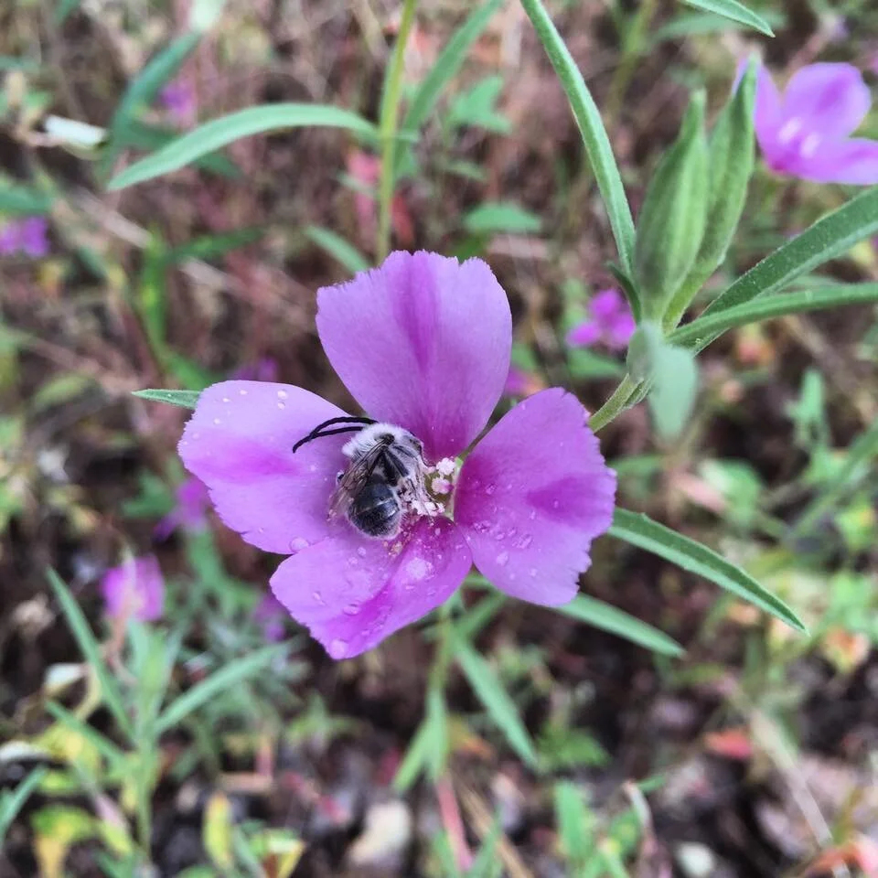 Bees of the Table Rocks 