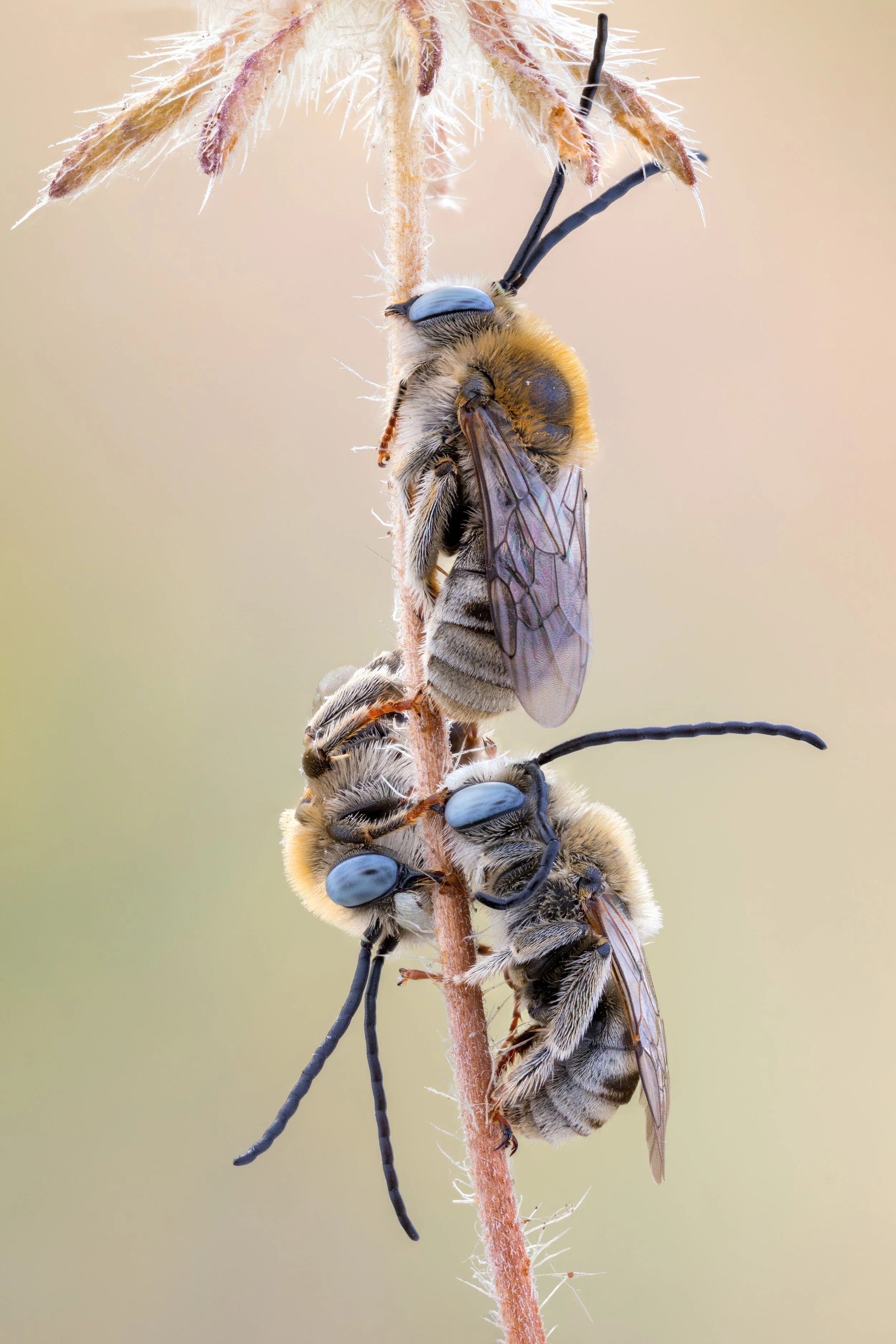 Bee Girl's Top 10 Favorite Bees