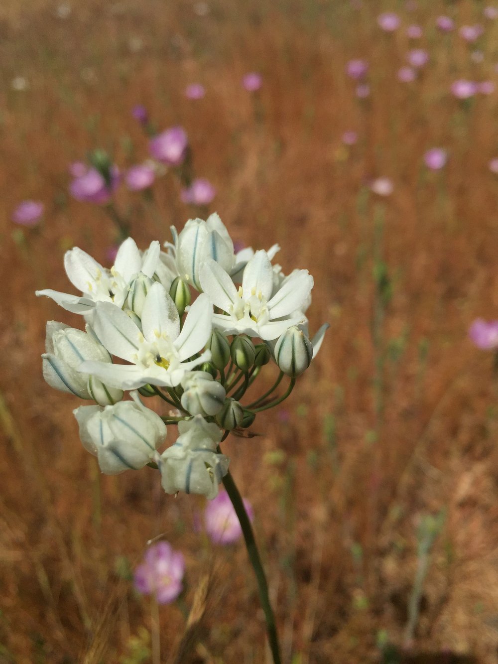 Triteleia hyacinthina.jpg