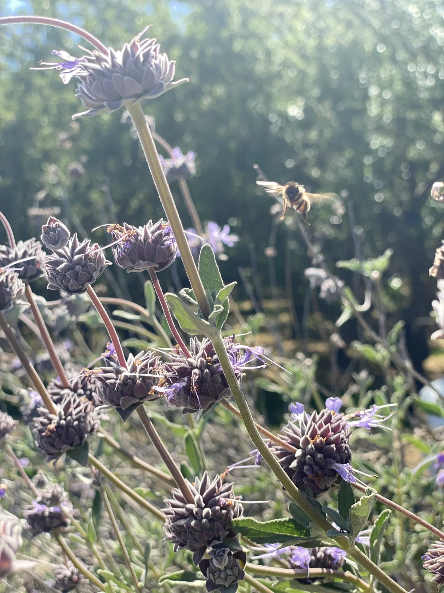 Are Regenerative Almonds a Thing? 