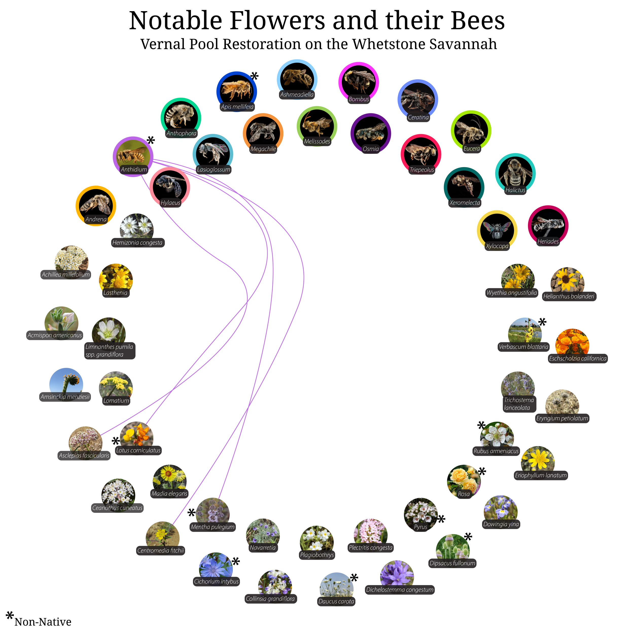 Bee-Girl_Relationship-Web_Anthidium-01.png