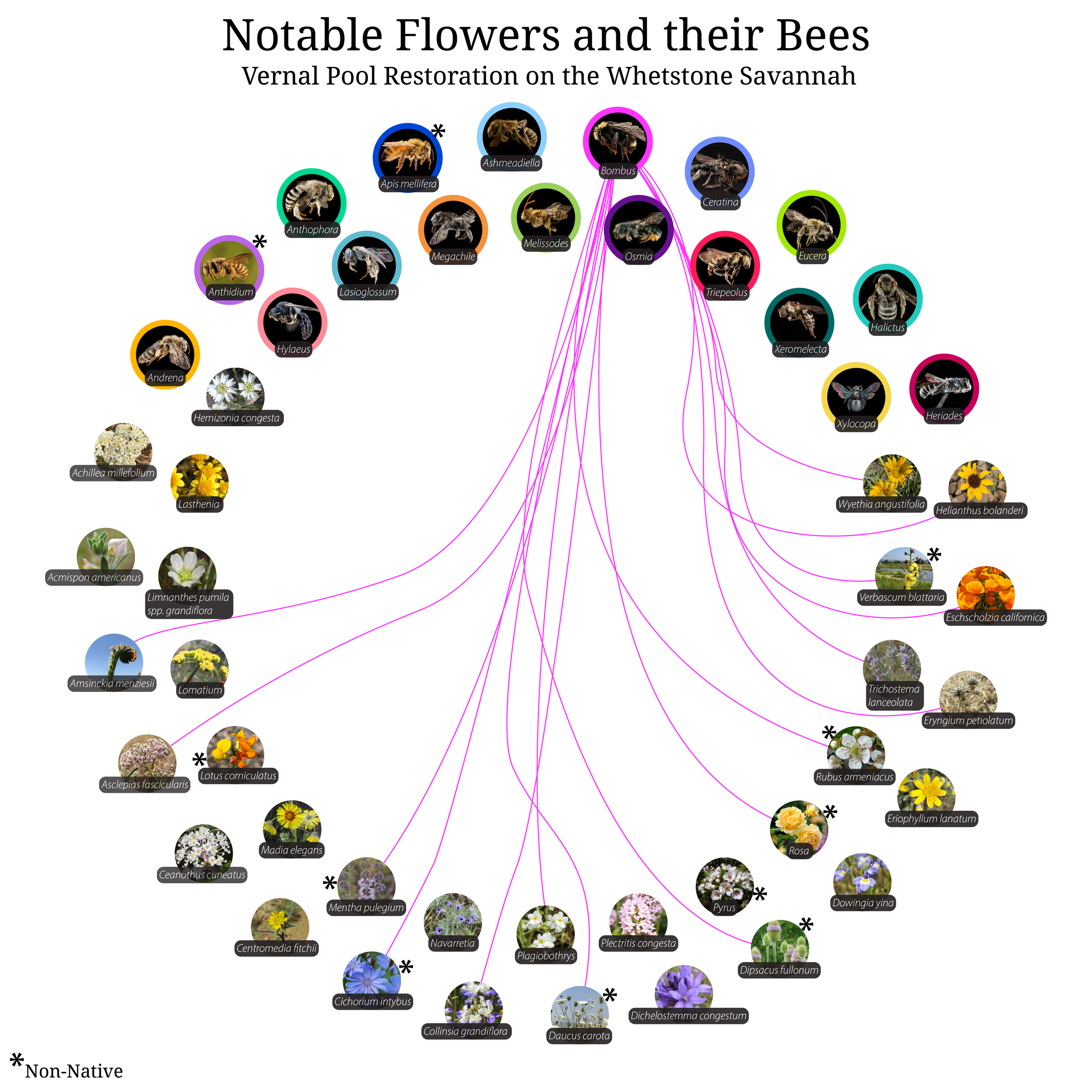 Bee-Girl_Relationship-Web_Bombus-01.png