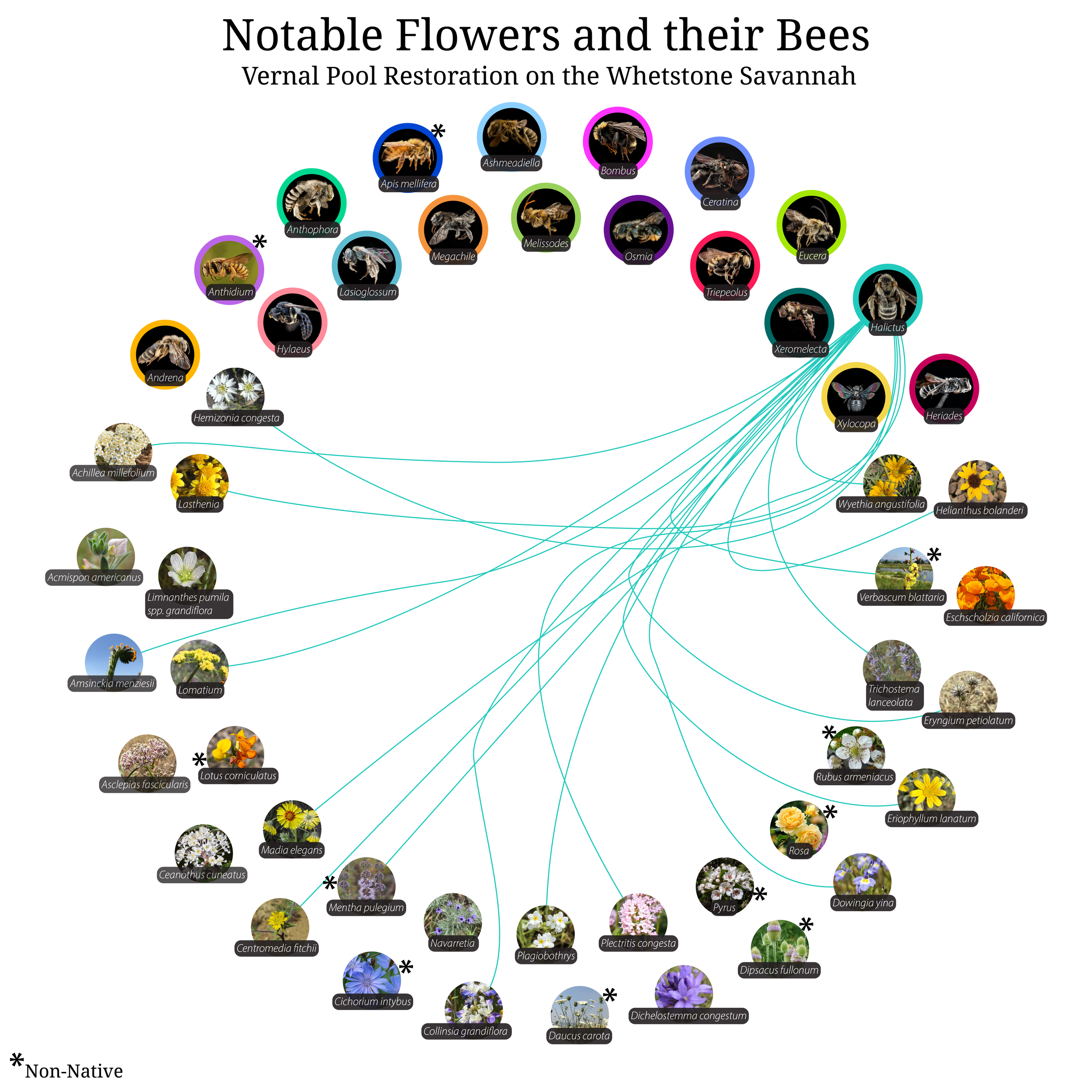 Bee-Girl_Relationship-Web_Halictus-01.png