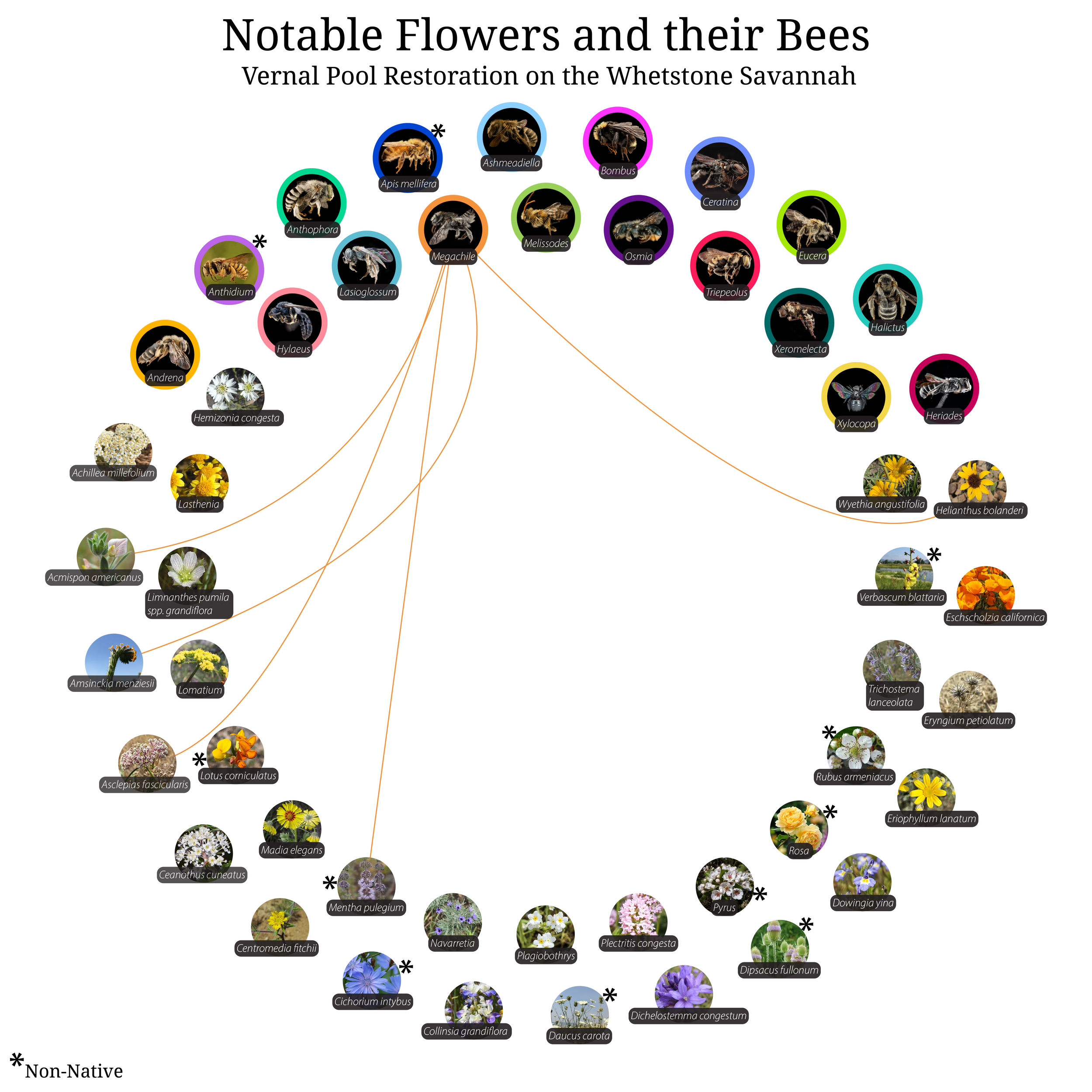 Bee-Girl_Relationship-Web_Megachile-01.png