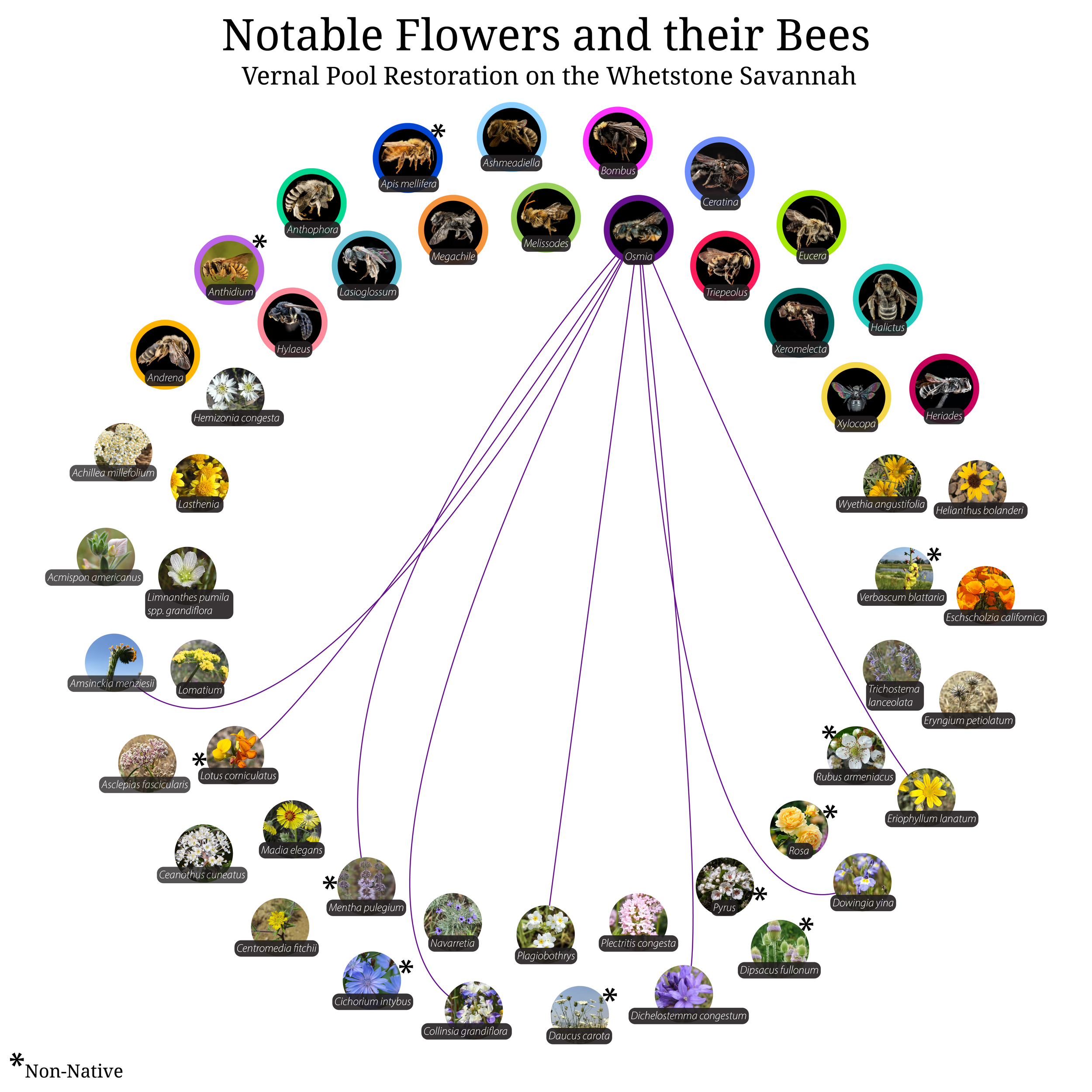 Bee-Girl_Relationship-Web_Osmia-01.png