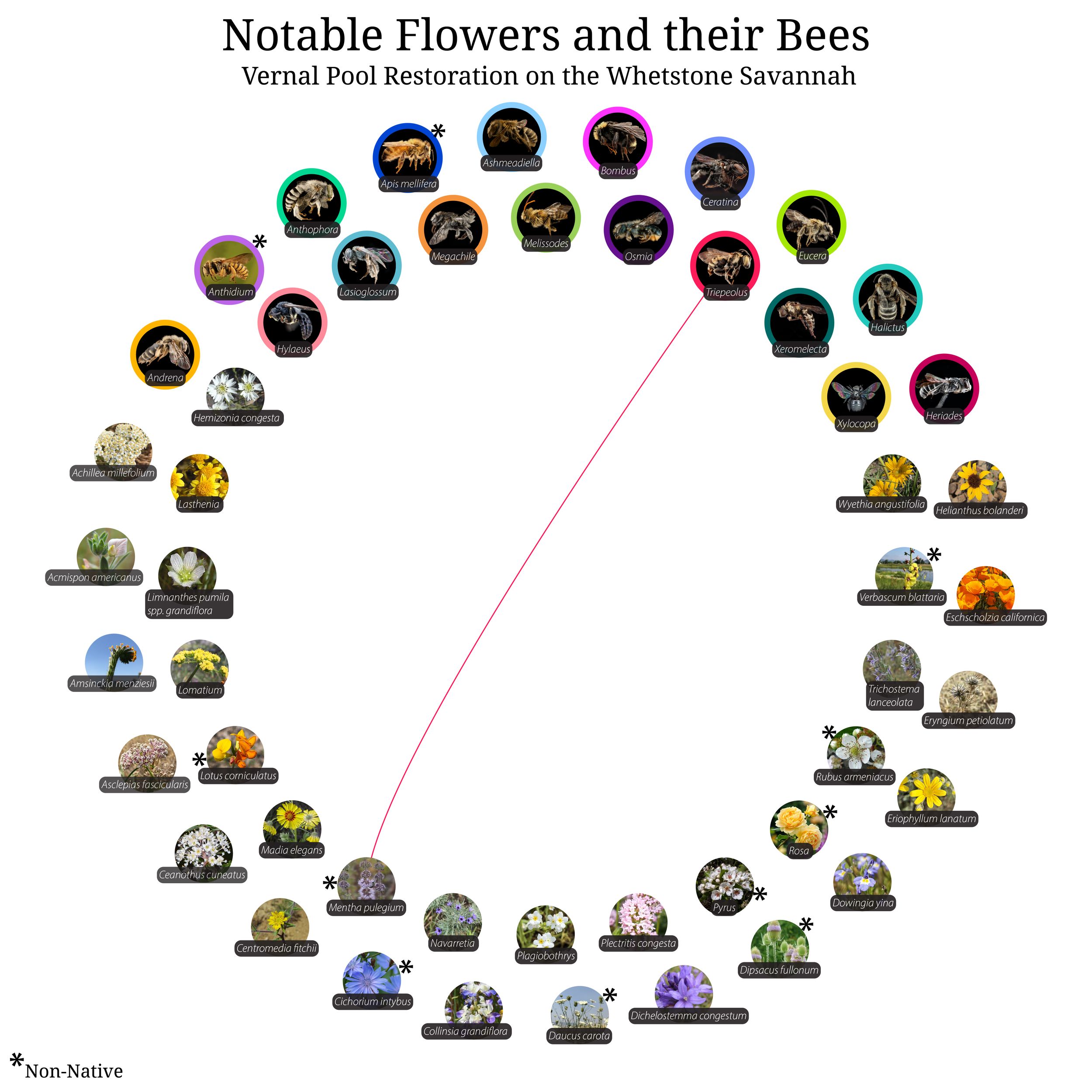 Bee-Girl_Relationship-Web_Triepeolus-01.png