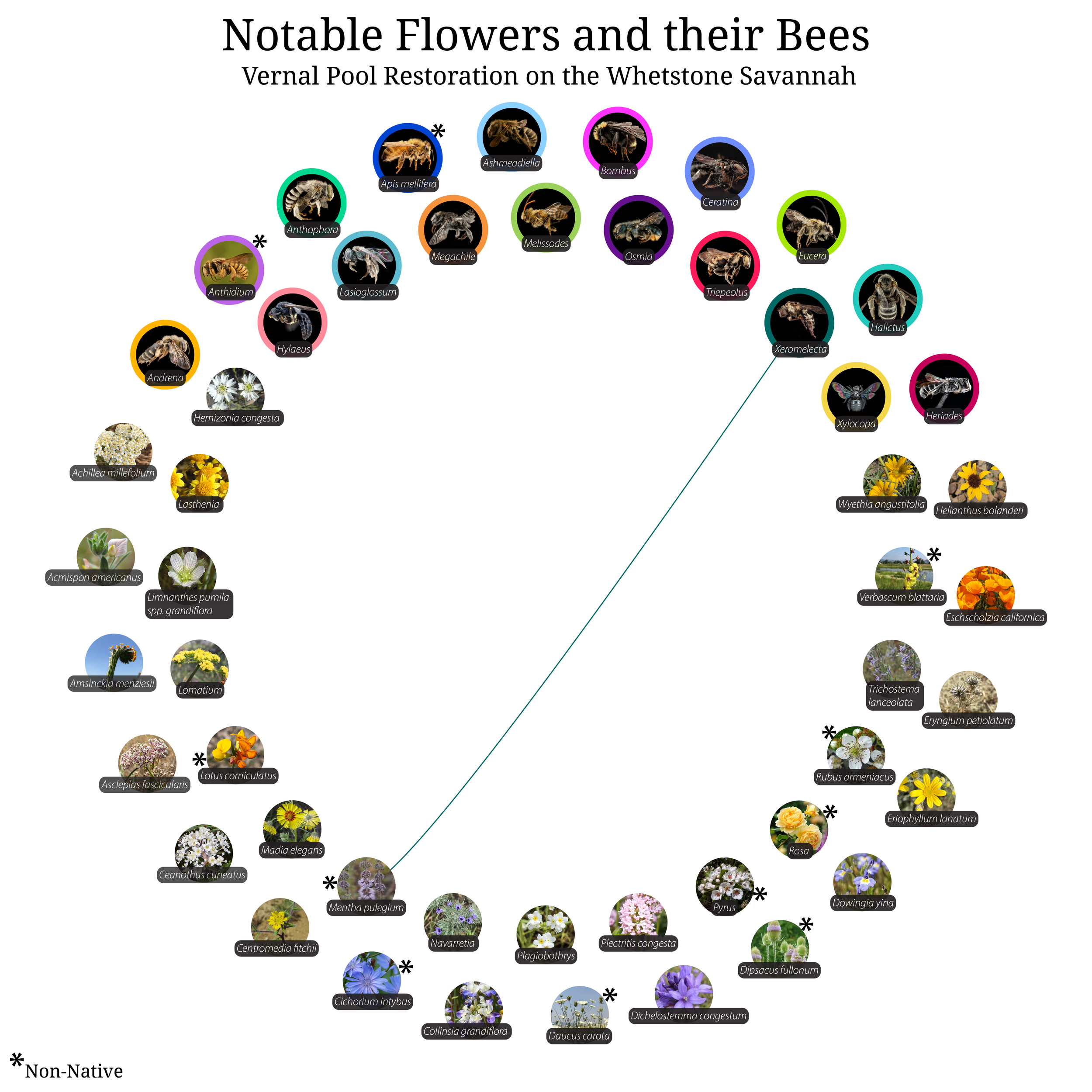 Bee-Girl_Relationship-Web_Xeromelecta-01.png