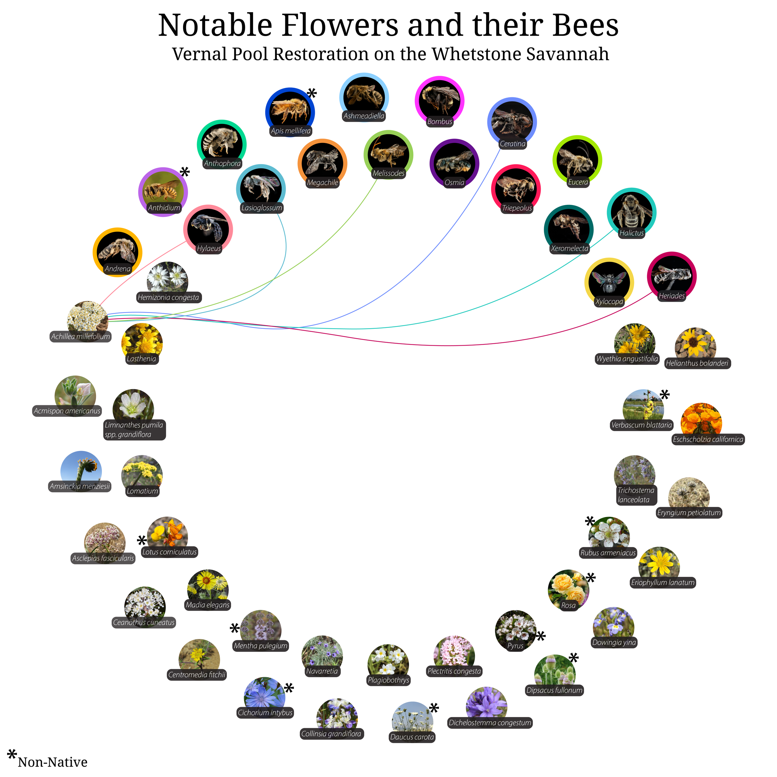 Bee-Girl_Relationship-Web_Achillea millefolium-01.png